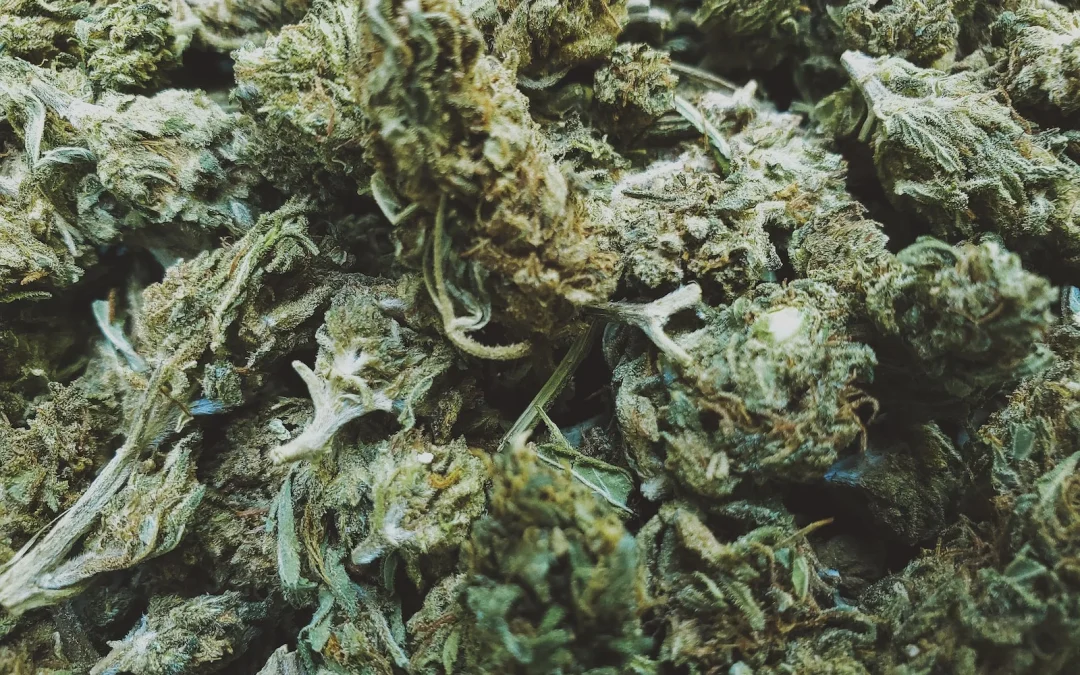 FDA Sets Ground Rules for Cannabis and Hemp Drug Research
